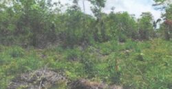 FOR SALE – 10 ACRES – FRANK’S EDDY AGRICULTURAL LAYOUT, CAYO DISTRICT