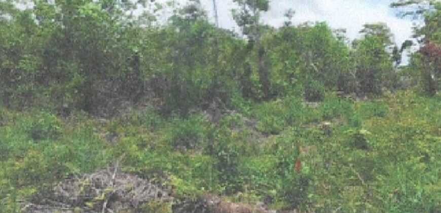 FOR SALE – 10 ACRES – FRANK’S EDDY AGRICULTURAL LAYOUT, CAYO DISTRICT