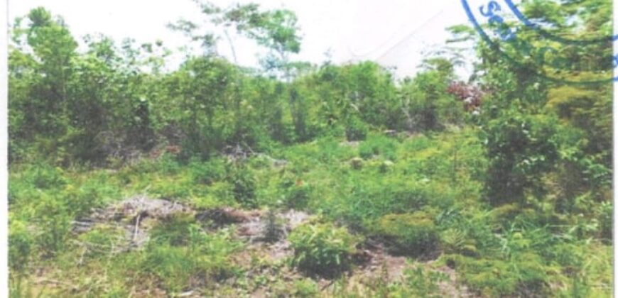 FOR SALE – 10 ACRES – FRANK’S EDDY AGRICULTURAL LAYOUT, CAYO DISTRICT