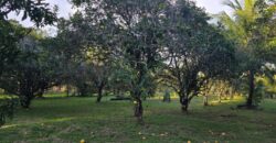 FOR SALE – 100 ACRES – PRIME LAND IN JAGUAR PAW, BELIZE