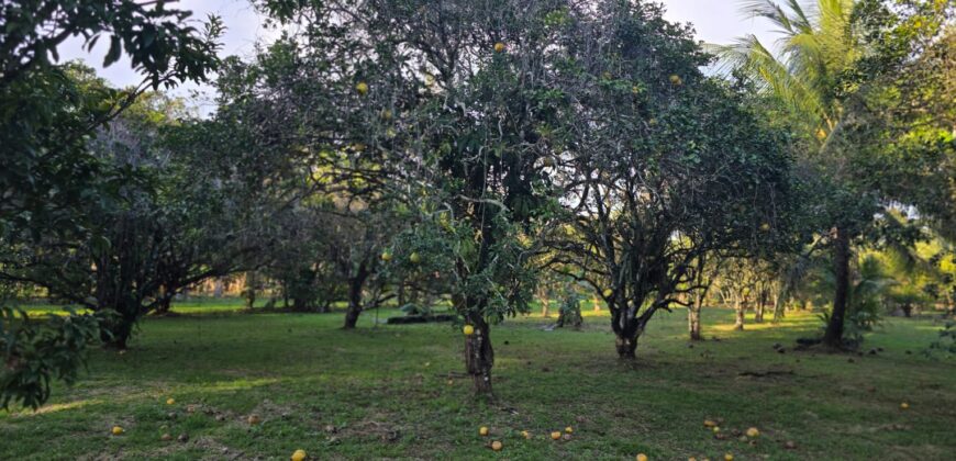 FOR SALE – 100 ACRES – PRIME LAND IN JAGUAR PAW, BELIZE