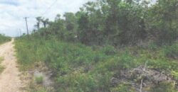 FOR SALE – 10 ACRES – FRANK’S EDDY AGRICULTURAL LAYOUT, CAYO DISTRICT